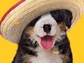 Funny Doggy ਓਹਲੇ ਹੱਡੀਆਂ 