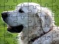 Jigsaw Puzzle ਘਰੇਲੂ ਜਾਨਵਰ 