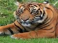 ZOO ਟ੍ਰਿਵੀਆ 
