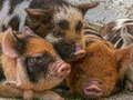 ਪਿਗਲੇਟ Piggy Jigsaw 