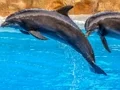 Sea Dolphin Jigsaw