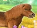 My Dear Pony