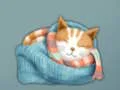 Adorable Escape Find Cute Kitten