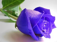 Blue Roses