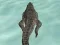 Crocodile Simulator Beach Hunt