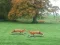 Hunted Fox