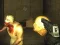 Exiled Zombies