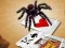 Jumping Spider