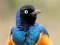 Animal Puzzle: Wildlife & Logic