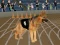 Crazy Dog Racing Fever
