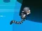 Jungle Jump