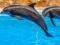 Sea Dolphin Jigsaw