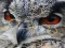 Wild owl Jigsaw