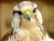 Gyrfalcon Jigsaw