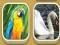 Match Zoo