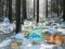 Winter Wonderland Forest Adventure