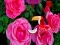 Precious Rose Escape
