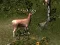 Sniper Hunting Deadly Animal