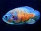 Tiger Fish Jigsaw