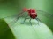 Dragon Fly Jigsaw