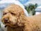 Labradoodle Jigsaw