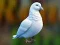 Realistic Pigeon Rescue