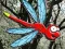 Escape From Dragonfly Forest