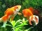 Blue Fish Escape