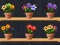 Good Flower Master