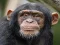 Chimpanzee Jigsaw