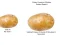 Potato Construct 2 Edition