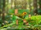 Birds Slide