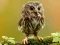Animal Hidden Stars