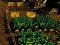 Pixel Farm