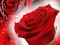 Red Roses