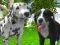 Dog Simulator 3d