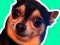 What meme dog are you ?