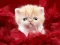 Funny Kitty