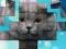 PicPu Cat