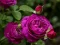 Purple Roses