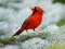 Birds Puzzle