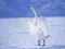 Graceful Swans