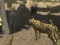 African Cheetah Hunting Simulator