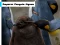 Emperor Penguin Jigsaw