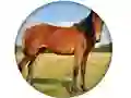 Animal Quiz