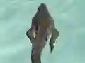Crocodile Simulator Beach Hunt