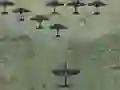 Wings Of Glory
