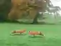 Hunted Fox