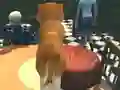 Dog Simulator: Puppy Craft