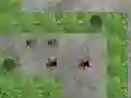 Spider Tower Defence